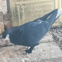 کبوتر یک جفت شهری