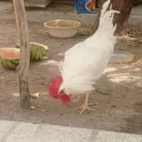 فروش خروس رنگی