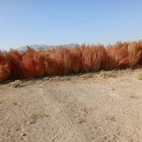 جارو شهرداری خشک