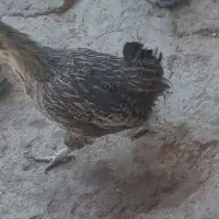 باسلام فروش مرغ و خروس|حیوانات مزرعه|بن, |دیوار