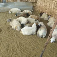 بره سنگین|حیوانات مزرعه|یزد, |دیوار