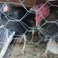 فروش بوقلمون|حیوانات مزرعه|بم, |دیوار