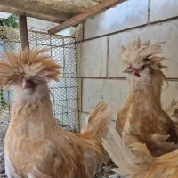 نیمچه خروس پولند بوف|حیوانات مزرعه|تهران, چهارصد دستگاه|دیوار