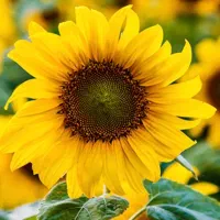 انگشتر افتاب گردان