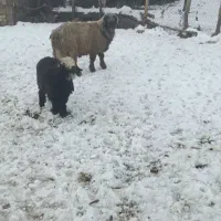 (فورش فوری)۴ راس قوچ و بره تخمی|حیوانات مزرعه|ناغان, |دیوار