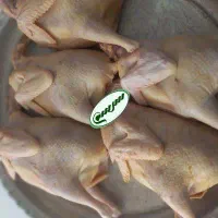 خروس محلی شمال