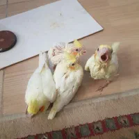 ۳ عدد جوجه عروس هلندی