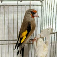 سهره سر سیاه و کرمونی