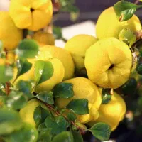 باغ5500متر دیوارکشی