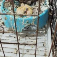 کبوترجفت پلاکی باجوجه|پرنده|کیانشهر, |دیوار