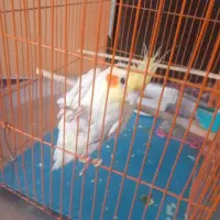 عروس هلندی قابل معاوضه با مرغ