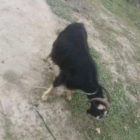 بز ماده|حیوانات مزرعه|رضوانشهر, |دیوار