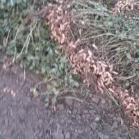 بادم زمینی غلاف خشک ۱۵۰کیلو