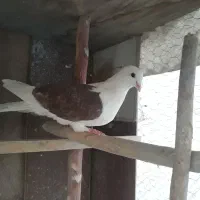 کبوتر