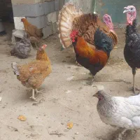 بوقلمون بوربون نر