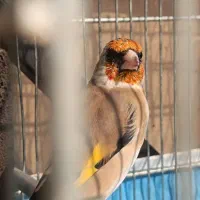 سهره گمشده.