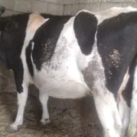 گاو و گوساله چاق  گوشتی جوان