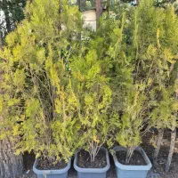 کامیس نصف قیمت