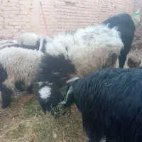 گوسفند ماده چاق ، یکساله