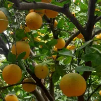 فروش پرتغال تامسون