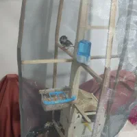 پرنده|پرنده|سلطانیه, |دیوار