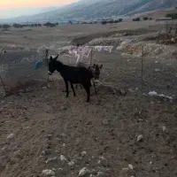 کره ماده و نر|حیوانات مزرعه|بدره, |دیوار