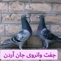 یک‌جفت‌مسافتی‌استوک