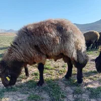 750|حیوانات مزرعه|اسفراین, |دیوار