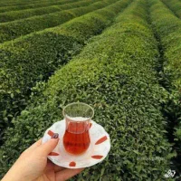 چای اصیل شمال با عطر طبیعت|خوردنی و آشامیدنی|اهواز, فرهنگ شهر|دیوار