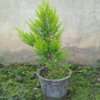 فروش لاوسون سطل ۳ و۴|گل و گیاه طبیعی|رامسر, |دیوار