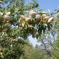 بادام کاغذی
