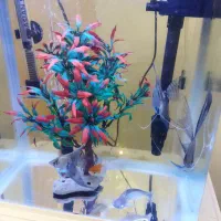 آکواریوم|ماهی|سهند, |دیوار