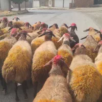یک گله میش یا گوسفند