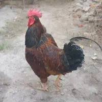 یک عدد خروس درشت و زیبا