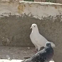 پرنده|پرنده|رباطکریم, رباطکریم|دیوار