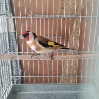 سهره نر|پرنده|خوی, |دیوار