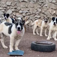 مجموعه پرورش سگ alborz.dog