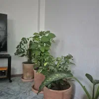 پرستاری نظافت آشپزی برای عالیشهر