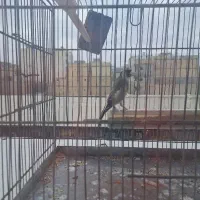 سهره  نر ماده