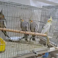 جوجه عروس 3 ماهه|پرنده|رشت, فلسطین|دیوار