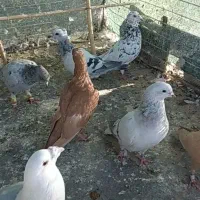 کرمانی والمانی|پرنده|قائن, |دیوار