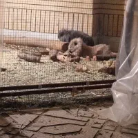 خرگوش لوپ اصلی|موش و خرگوش|لنجان, |دیوار