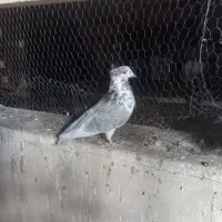 کبوتر پرشی|پرنده|ری, فیروزآبادی|دیوار