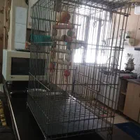 قفس پرنده با لوازم کامل