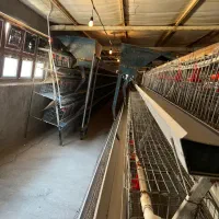 مرغداری-تخمگذار-40هزارتایی-قزوین