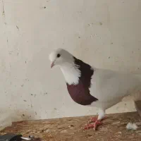 کفتر طوقی قرمز یا جیگری گمشده|پرنده|تهران, شادآباد|دیوار