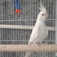 عروس هلندی لوتینو و آلبینو مولد به همراه جوجه