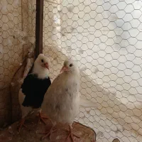 طوقی هفت رنگ