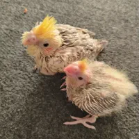 جوجه عروس هلندی