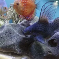 کت فیش وارونه